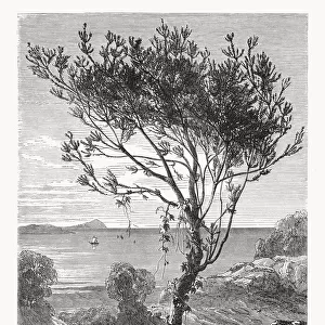 Banksia latifolia, Western Australia, wood engraving, published in 1868