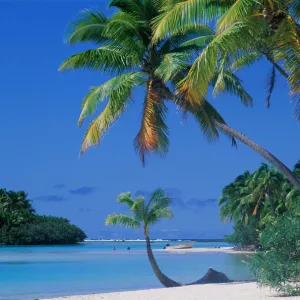 Beach, Trees, and Lagoon in Cook Islands, Polynesia