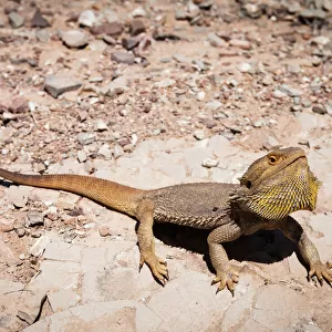 Lizards Collection: Bearded Dragon