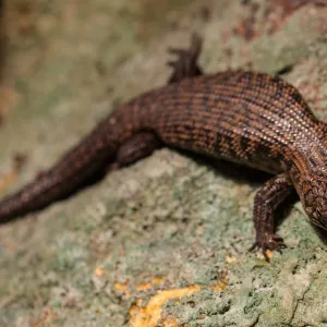 Blue tongue lizard