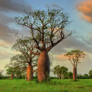 Boab Trees Derby Kimberley WA