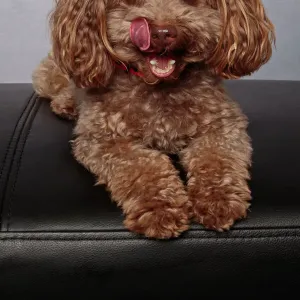 Brown toy poodle puppy wearing a red collar looking at the camera on a gray background