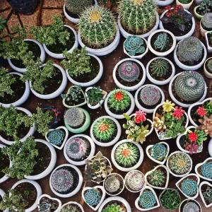 Cacti, Da Lat market, Dalat