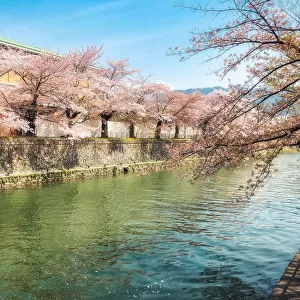 Cherry blossom on the riverside in Kyoto