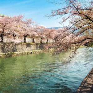 Cherry blossom on the riverside in Kyoto