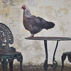 Chicken standing on top of outside table setting