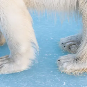 Close-up of polar bear paws