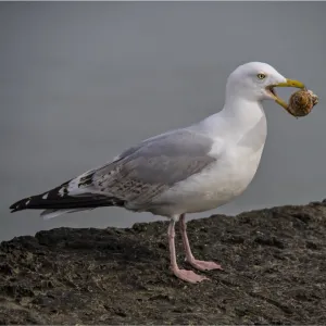 Common Gull with a sea-shell, Lyme Regis, Dorset, England