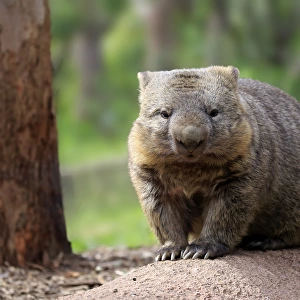 Common wombat, (Vombatus ursinus)