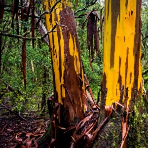 Cplorful Eucalyptus tree shedding bark at Overland track, Tasmania