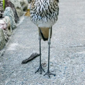 Curlew Great Keppel Island