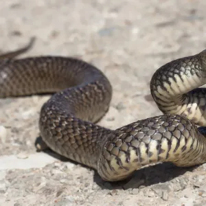 Snakes Mounted Art Print Collection: Brown Snake