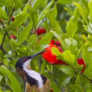 Honeyeaters Metal Print Collection: Eastern Spinebill