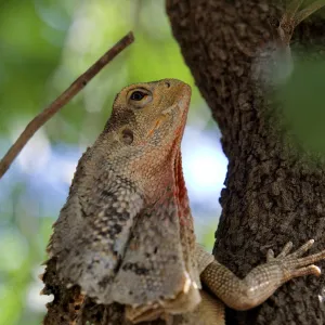 The frilled-neck lizard in a tree