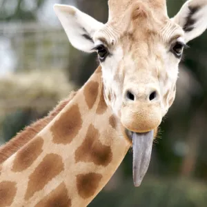 Giraffe sticking tongue out