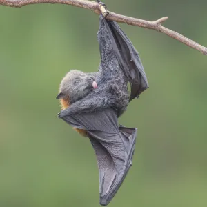 Grooming fruit bat in Melbourne, Australia