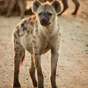 Hyena, Kruger National Park, South Africa