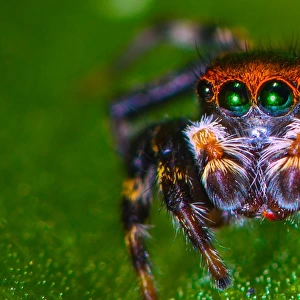 Jumping Garden Spider Closeup