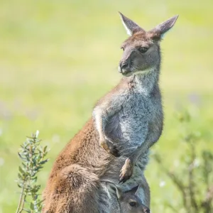 Australian Animals Jigsaw Puzzle Collection: Kangaroo