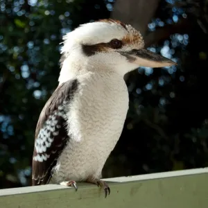 Kookaburra in profile perched on railing