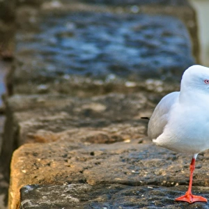one legged sea gull