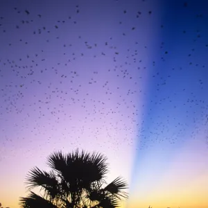 Little red flying foxes (Pteropus scapulatus) in flight at dusk