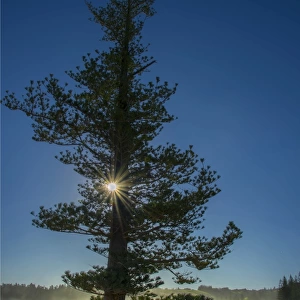 Lone pine at hunter Point with a sunstar shining through, Norfolk Island