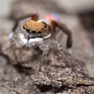 Maratus pavonis Peacock Spider