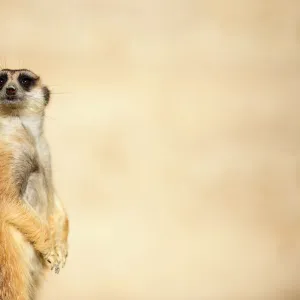 meerkat