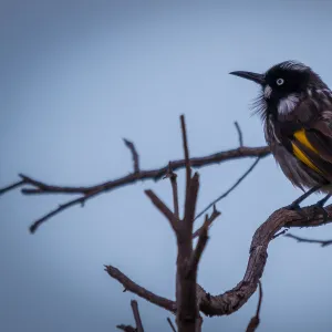 Honeyeaters Canvas Print Collection: New Holland Honeyeater