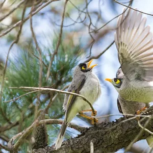 Honeyeaters Collection: Noisy Miner