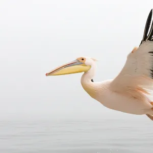 Pelican in Flight close up with steady wings approaching landing