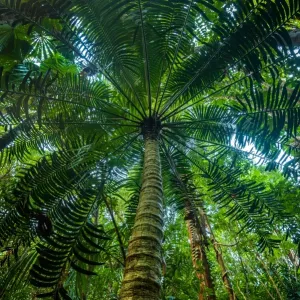 Daintree Rainforest Cycad Print Daintree Rainforest Cycad Print