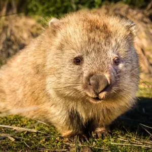 Maria Island Wombat Print Maria Island Wombat Print