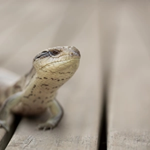 A proud looking tiliqua scincoides (eastern blue tongue skink) sitting on the decking looking into the lens