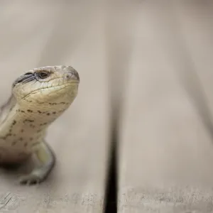 A proud looking tiliqua scincoides (eastern blue tongue skink) sitting on the decking looking into the lens