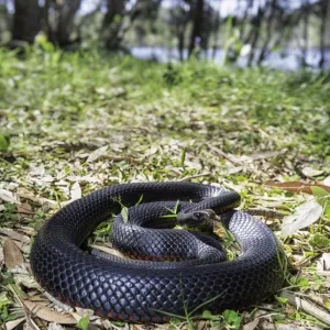 Snakes Mounted Art Print Collection: Black Snake