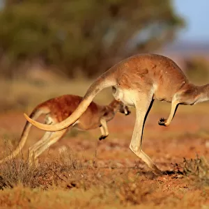 Mammals Collection: Red kangaroo