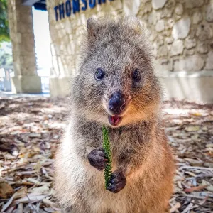 Western Australia (WA) Collection: Rottnest Island