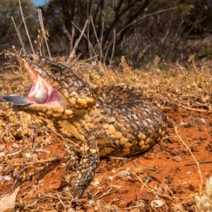 Shingleback Skink