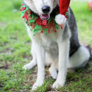 Siberian Husky dog in Christmas santa hat