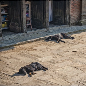 Sleeping dogs in the street, Bhaktapur, Western Himalayas, Nepal