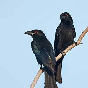 Passerines Collection: Drongos