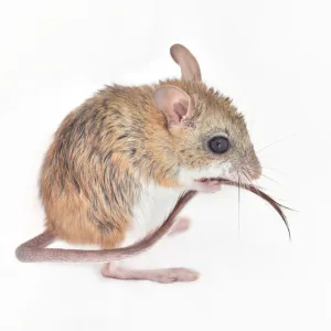 Muridae Fine Art Print Collection: Spinifex Hopping Mouse