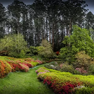 Springtime blooms in the gardens of the Dandenong Ranges National Park, Victoria