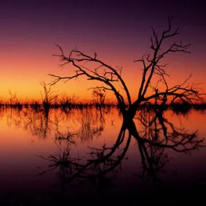 Stunning Australian outback sunset colours and with dead trees featured on Tandure Lake