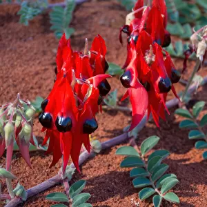 Sturts Desert Pea (Swainsona formosa) in bloom