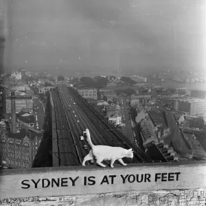 Sydney At Your Feet