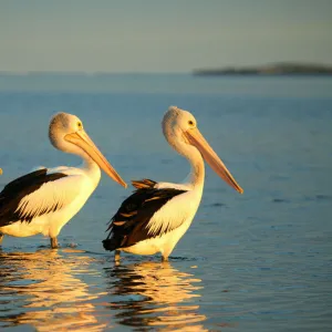 Awe-Inspiring Bird Prints: Pelicans