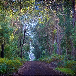 Unsealed Roadway in the Pegara state forest, King Island, Bass Strait, Tasmania